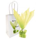 Mikado de manzana 50ml con flor en bolsa 