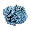 Pomo de 12 ud. con flores azules pequeñas